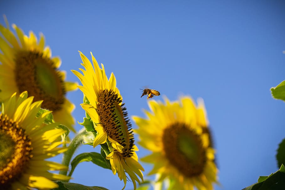 bee pollination on sunflower, flowering plant, animal themes, HD wallpaper