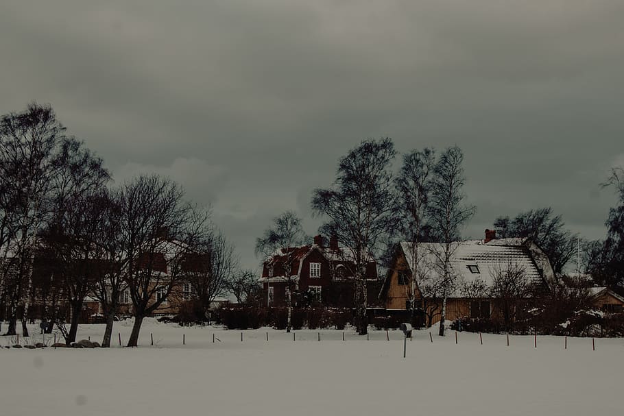 sweden, öland, trees, cold, winter, house, town, snow, plant
