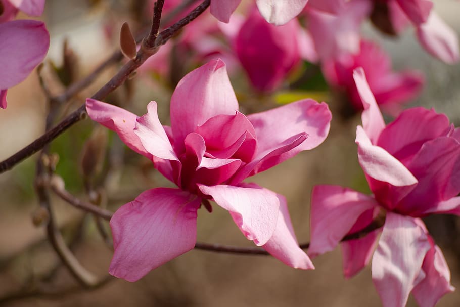 magnolia, tree, spring, pink, nature, bloom, plant, branch HD wallpaper