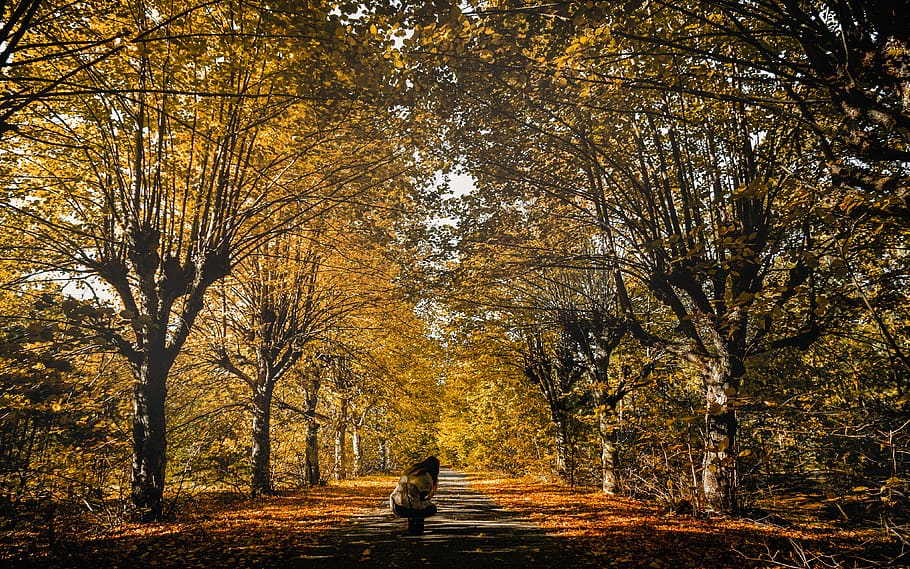 person standing between trees, road, gravel, dirt road, latvia HD wallpaper