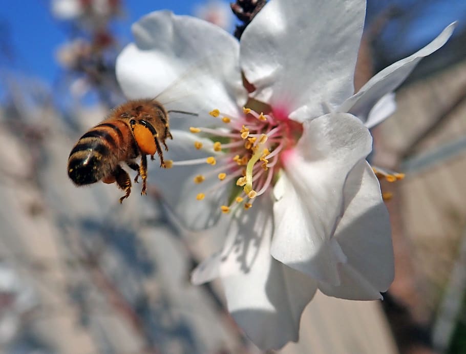 bee, flying, flower, blossom, pollen, insect, nature, animal themes HD wallpaper