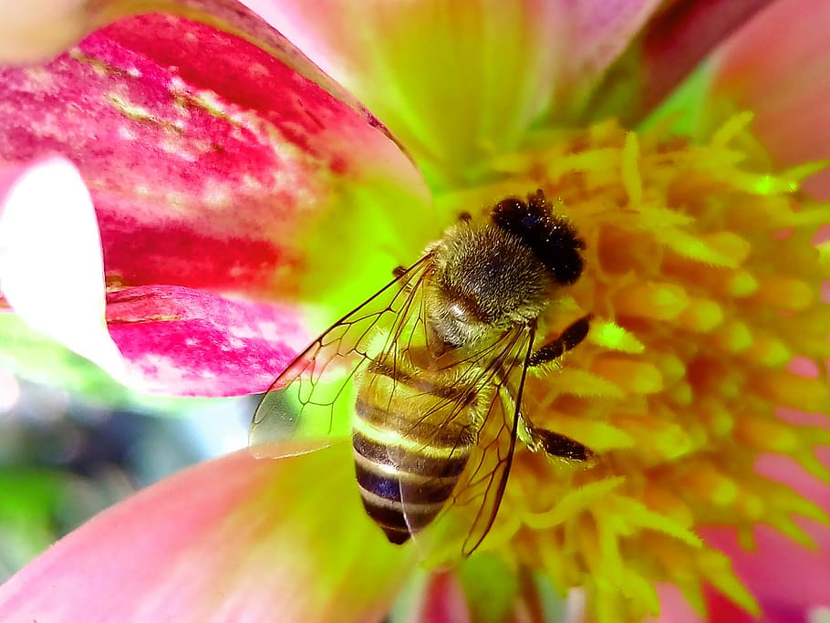 Honey Bee Perched on Pink and Yellow Petaled Flower Closeup Photography HD wallpaper
