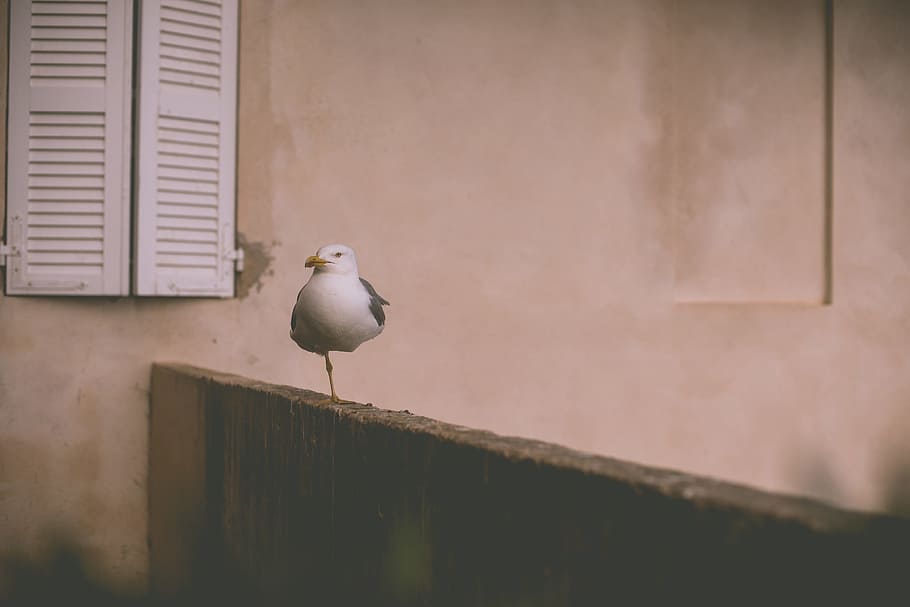 white bird perching on brown wooden fence near window, seagull HD wallpaper