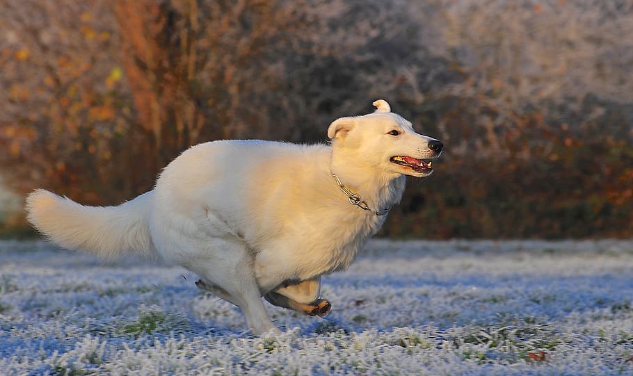 Adult White Kuvasz Running, animal, berger blanc suisse, cold