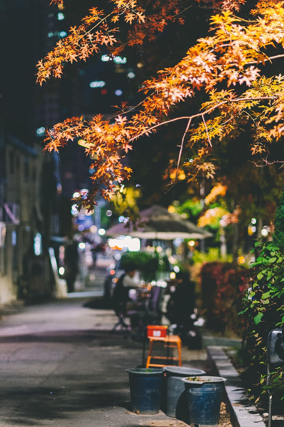 trash bins under brown leafed tree, plant, nature, architecture HD wallpaper