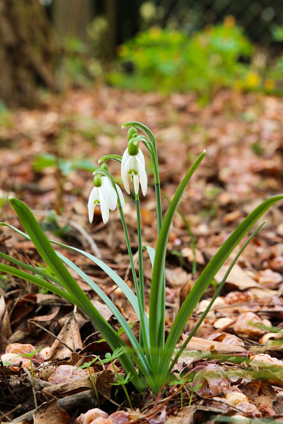 snowdrop, spring, flower, bloom, white, plant, nature, signs of spring HD wallpaper