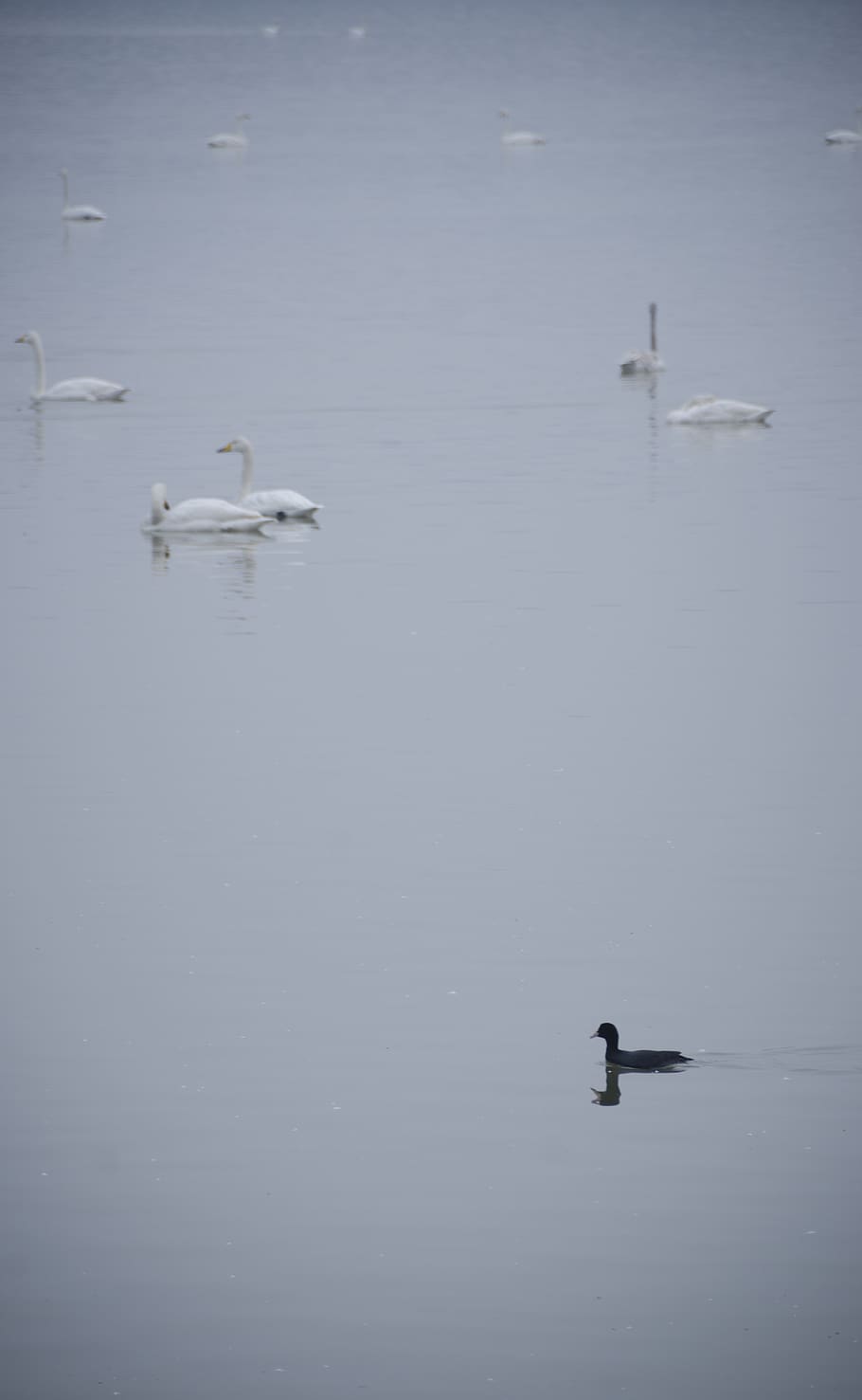 swan, water, animal wildlife, animals in the wild, animal themes HD wallpaper