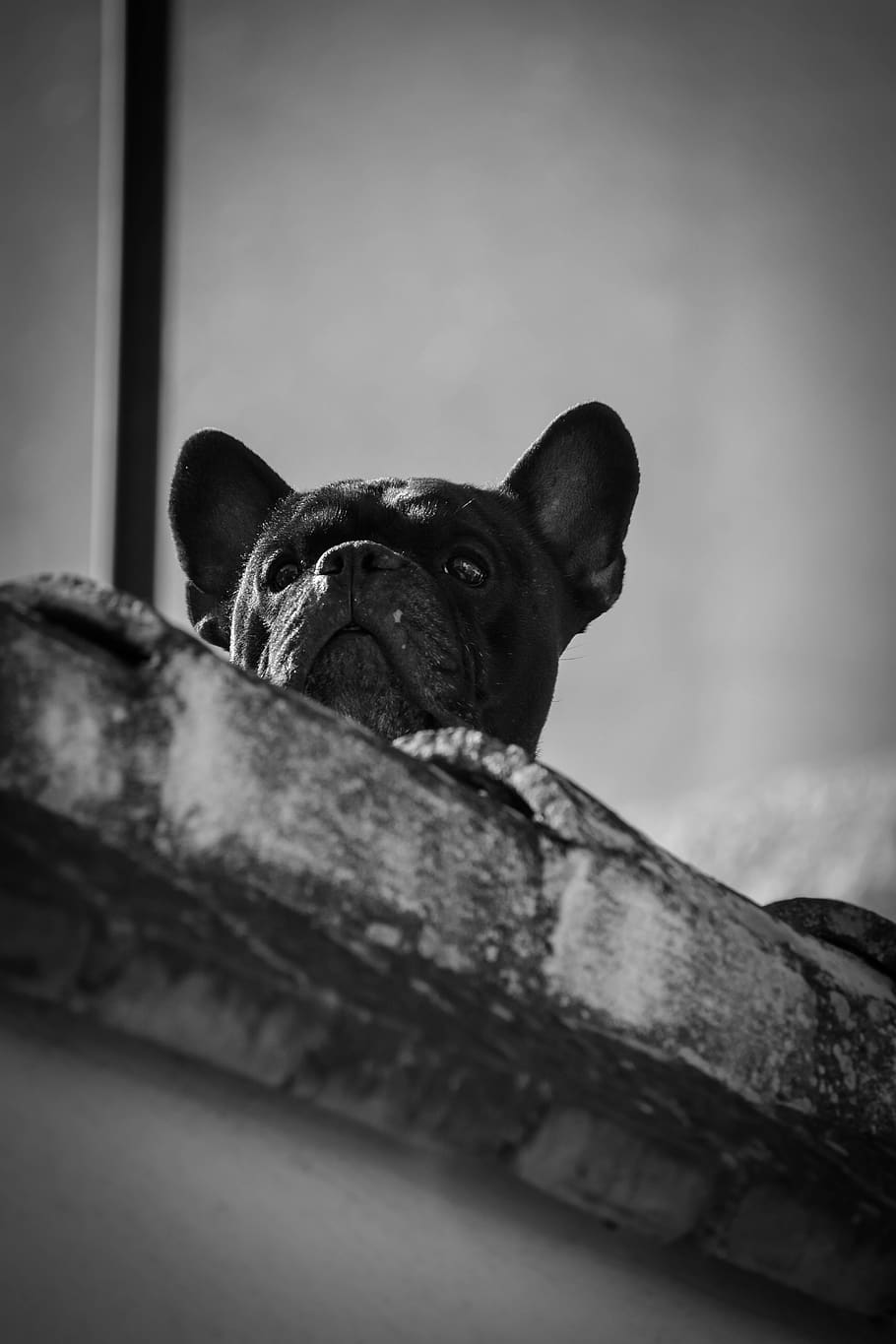 spain, granada, perro, dogpeak, looking, blackdog, gazing, terrier HD wallpaper