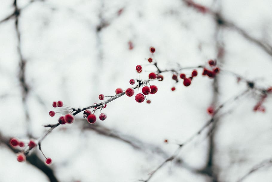 snow, winter, cold, tree, plant, nature, branch, red, fruit HD wallpaper