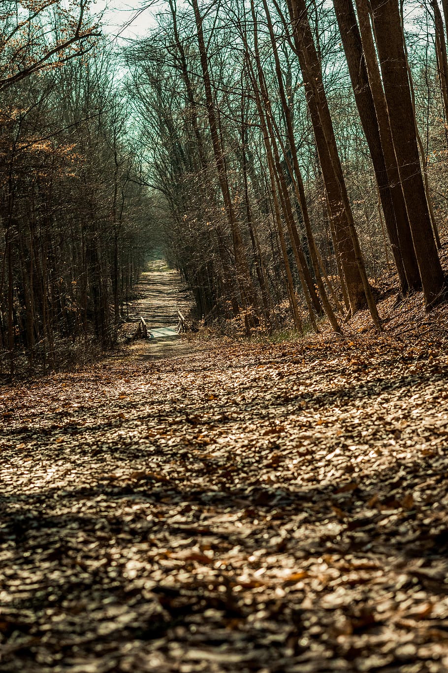 bare trees, plant, forest, land, nature, the way forward, direction HD wallpaper