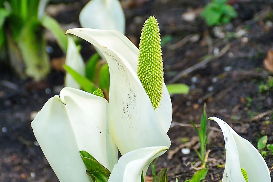 blossom, bloom, piston, white, spring, growth, beauty in nature HD wallpaper