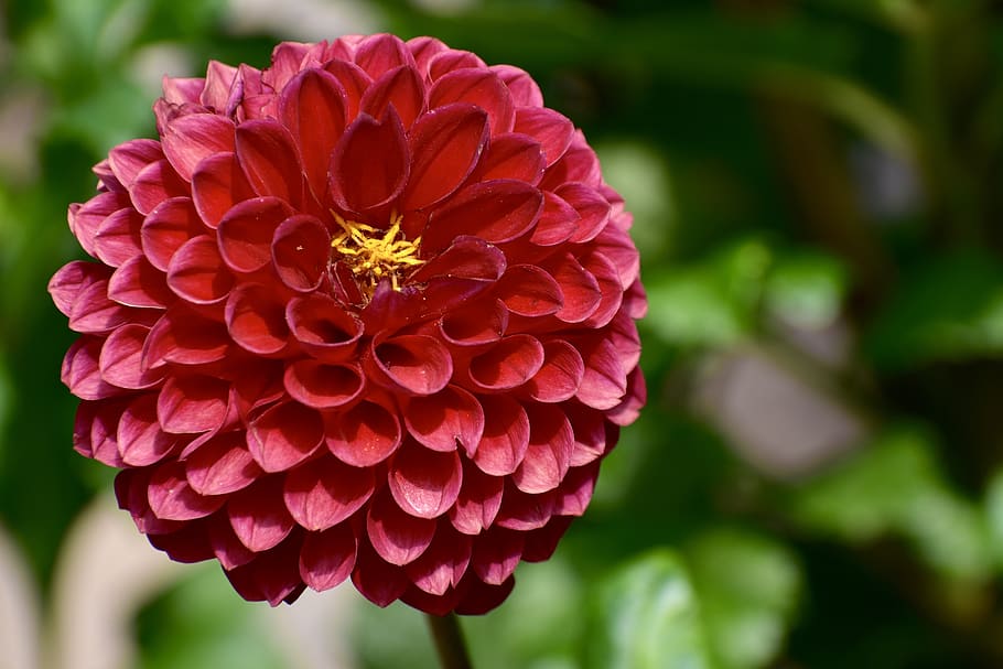 dahlia, red, bloom, flower, flora, nature, blossom, garden HD wallpaper