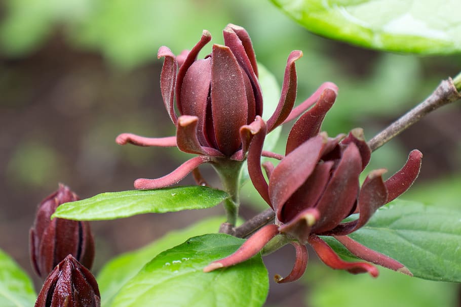 Calycanthus floridus, commonly called Carolina allspice, is an uncommon rounded deciduous shrub that grows to 6-9 tall. The plant produces fragrant, brown to burgundy flowers which come into bloom from mid-April to mid-May. Flowers give way to brownish, urn-shaped fruits seed pods which mature in the fall and last throughout the winter months. The dark, lustrous, green leaves and bark release a clove or camphor-like scent when crushed. Both the flowers and leaves are often used to make potpourris. Other names used are sweetshrub, strawberry bush, and hairy allspice. The shrub is native to the US from Virginia to Florida., HD wallpaper