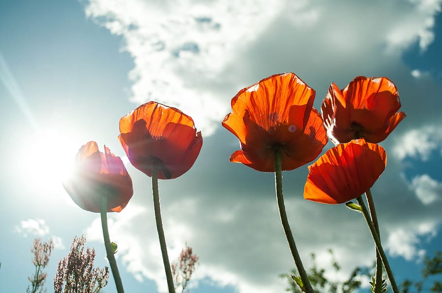 Orange Petaled Flower, bloom, blossom, flora, flowers, HD wallpaper HD wallpaper