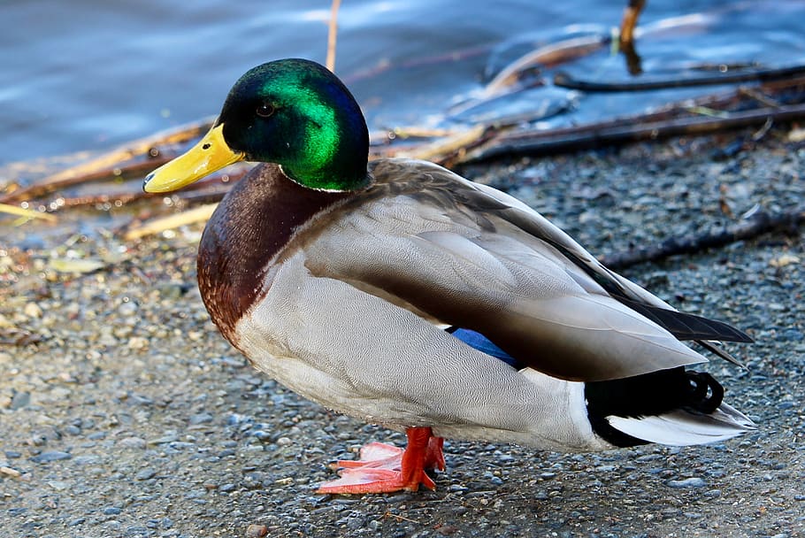 canada, vancouver, lost lagoon, spring, duck, springtime, nature HD wallpaper