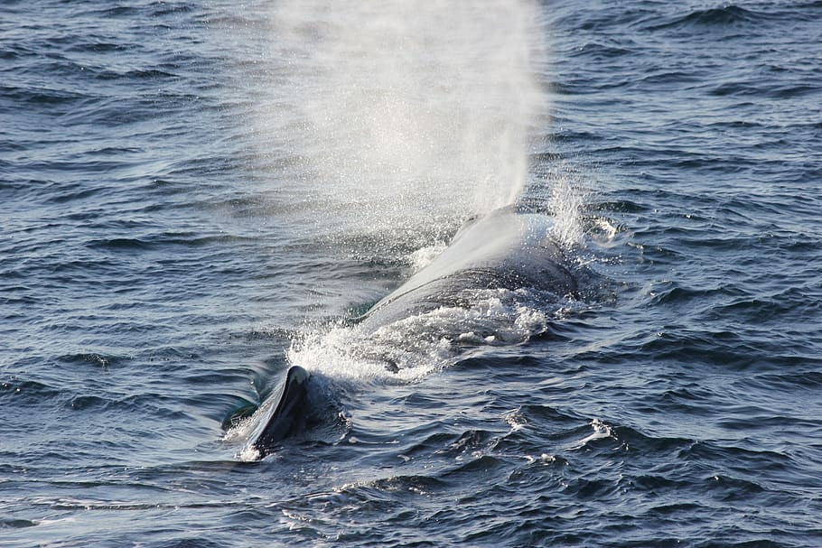 andenes, norway, arctic circle, sperm whale, sperm whale emits air