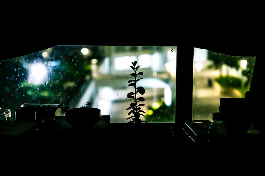plant near window, plant night, small plant night, plant window HD wallpaper