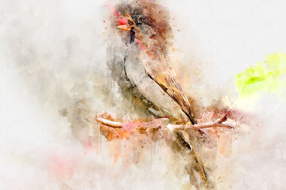 bird, watercolor, exotic, tree, colorful, tropical, africa HD wallpaper