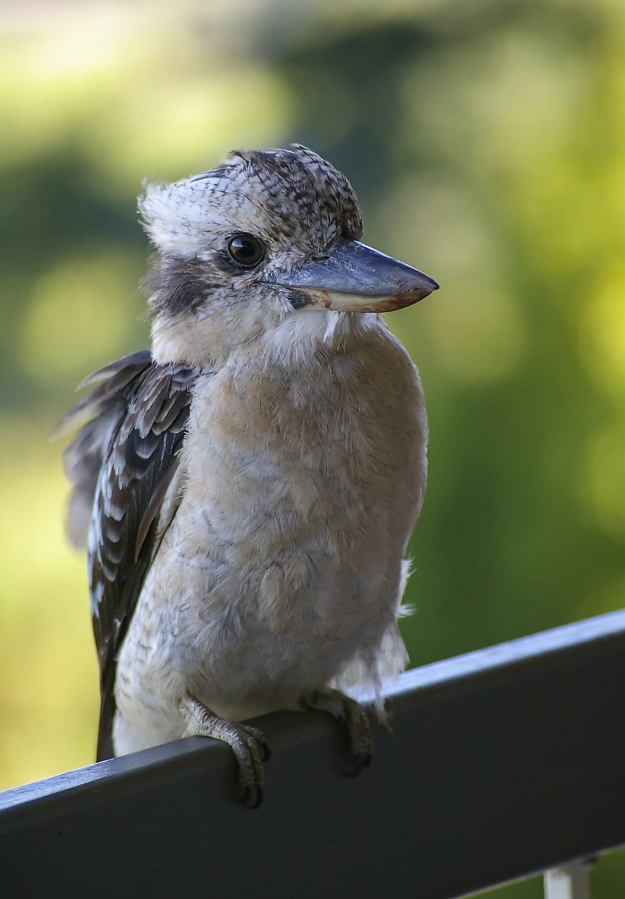 Kookaburra Birds Stock Photos, Images & Pictures