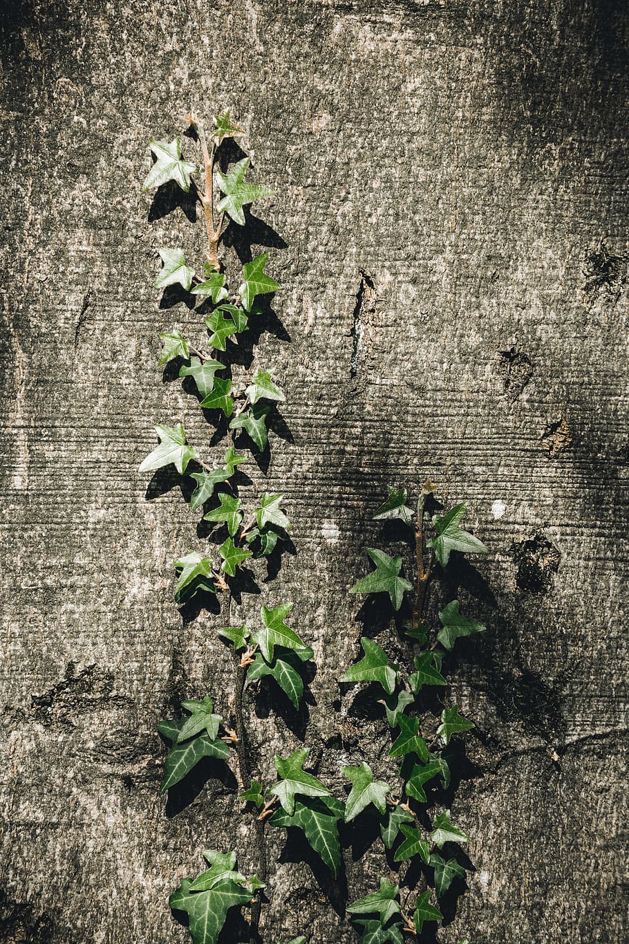 trees, plants, ivy, rising, growing, contrasts, green, growth HD wallpaper