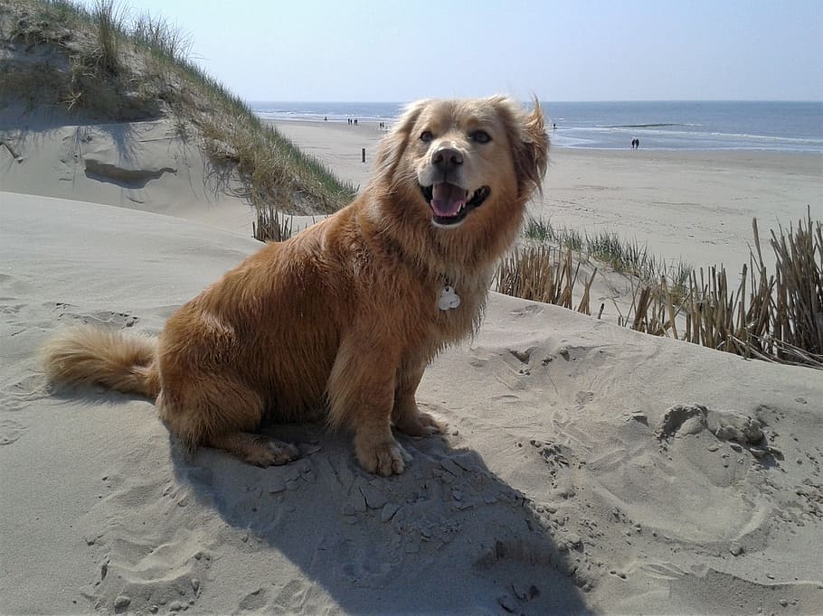 dog, pet, loyal, friend, nature, wild, beach, land, sand, canine HD wallpaper