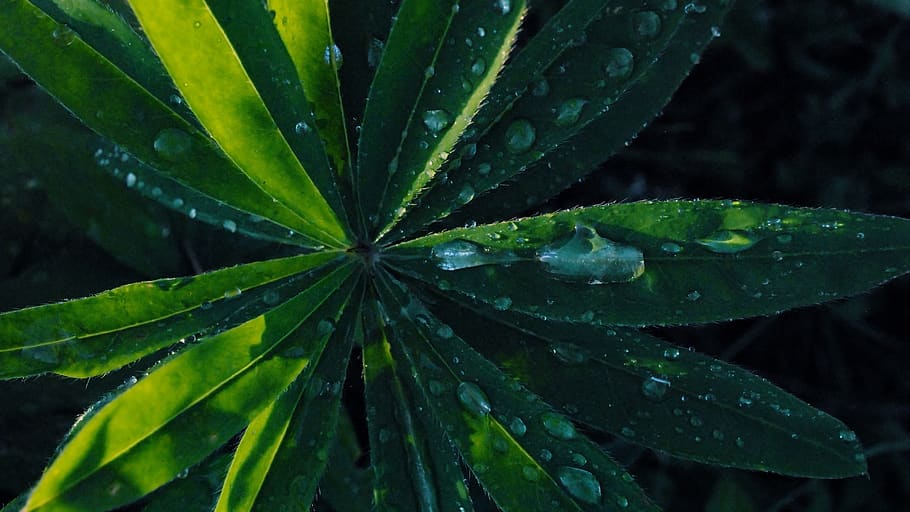 plant, leaf, lupin, blossom, flower, green, rain, nature, dew drops HD wallpaper