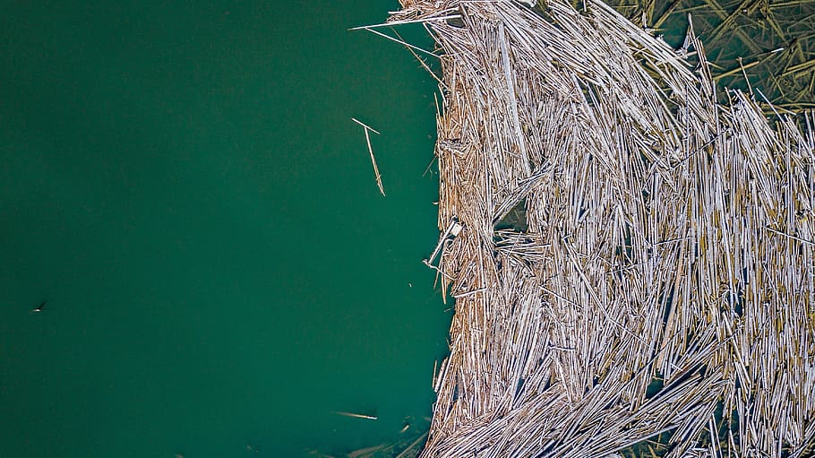 Brown Hay on Body of Waer, bright, close-up, colors, dry, environment HD wallpaper