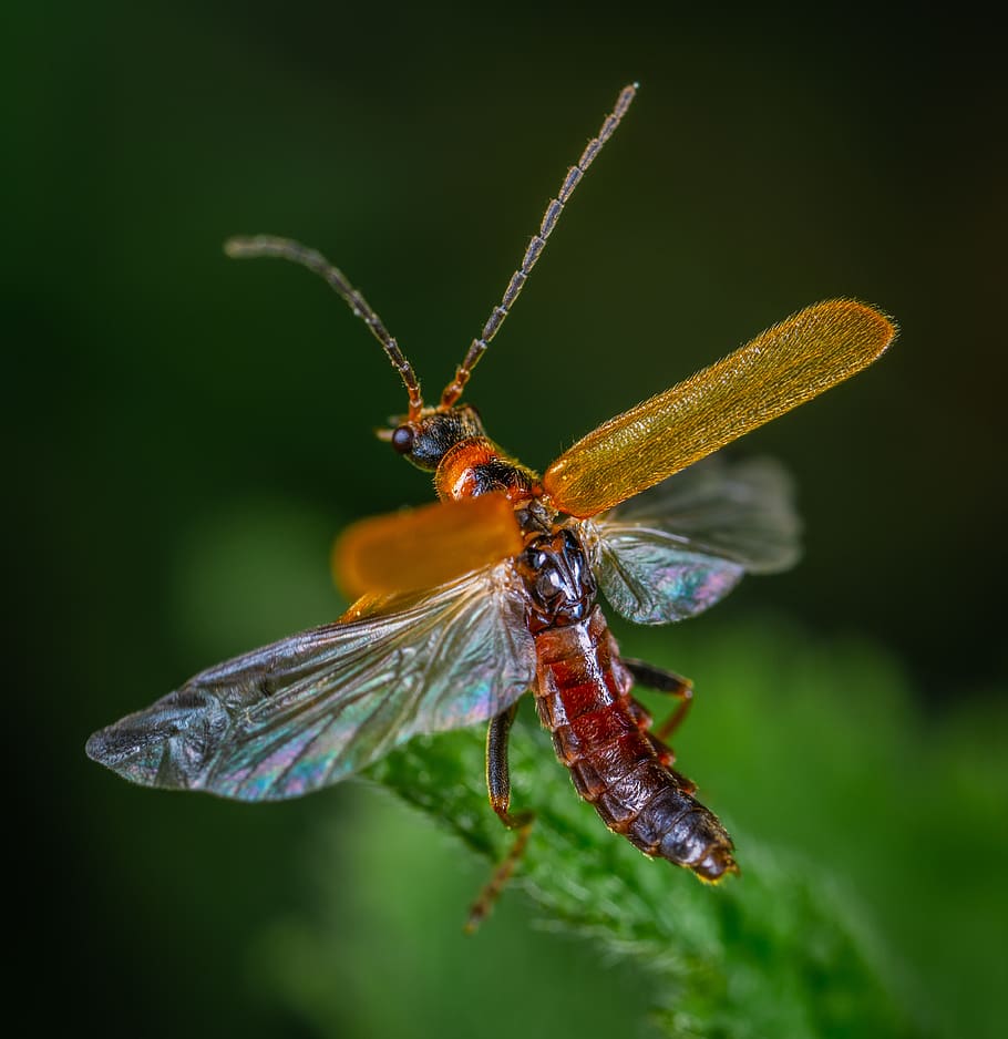 beetle, coleoptera, insect, take-off, wings, macro, animal wildlife HD wallpaper