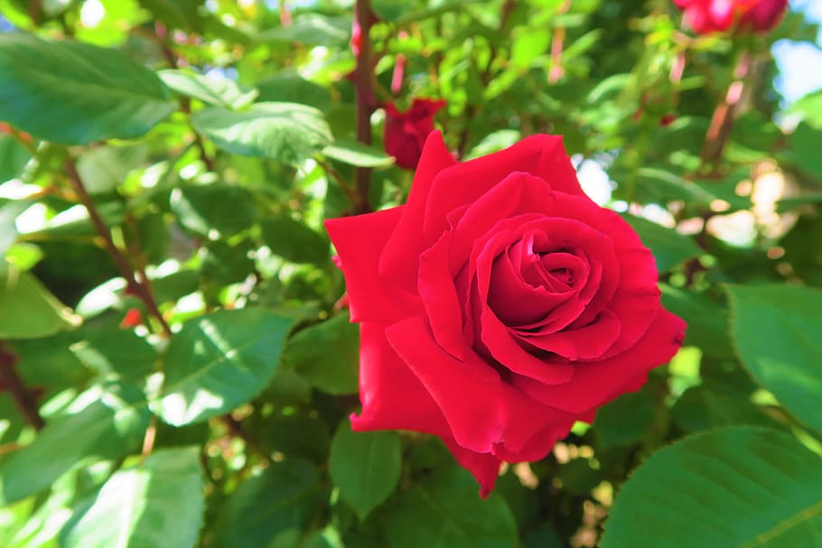 rose, red rose, flower, plant, love, beauty, nature, romantic HD wallpaper