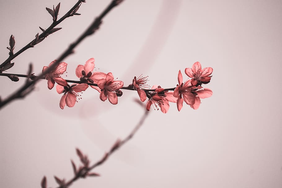 Red-petaled Flowers, beautiful, beautiful flowers, blooming, branch HD wallpaper