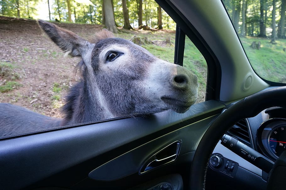 donkey, auto, zoo, park, animal world, vehicle, funny, car HD wallpaper