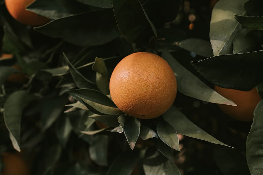 orange fruit with green leaf, food, plant part, food and drink HD wallpaper
