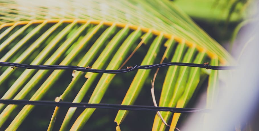 ants, jungle, cable, green, plants, thailand, strings, faded HD wallpaper