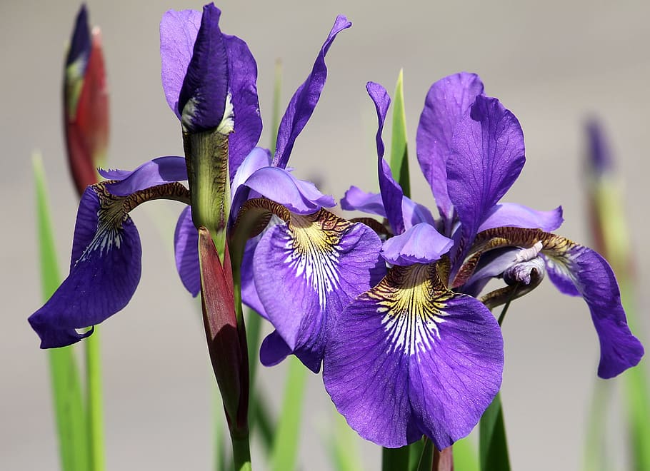 iris, macro, fresh, flower, nature, fragrance, garden, blooming HD wallpaper
