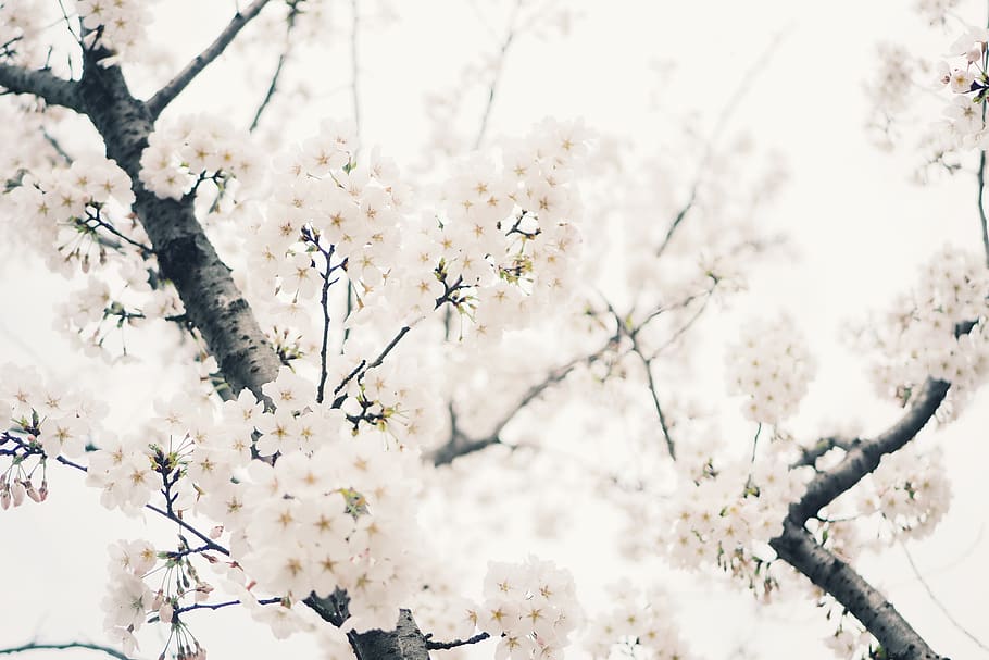 white plum tree photo, flowering plant, fragility, vulnerability HD wallpaper