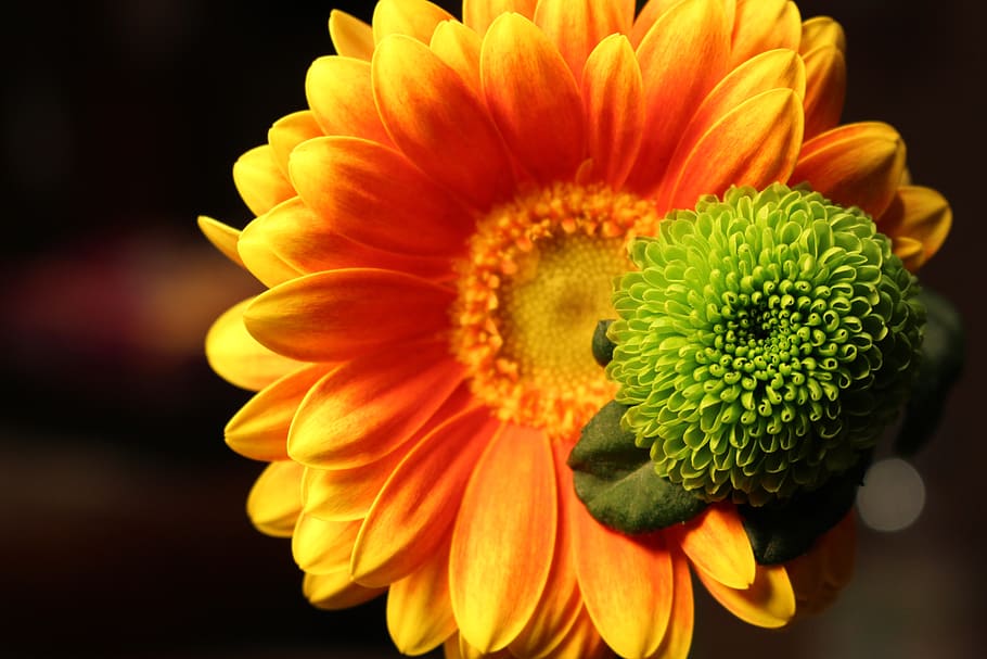 Yellow Sunflower, bloom, blossom, close-up, flora, flowers, HD wallpaper HD wallpaper