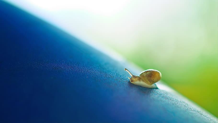 small, snail, crawl, slow, shell, isect, animal, blue, slide HD wallpaper