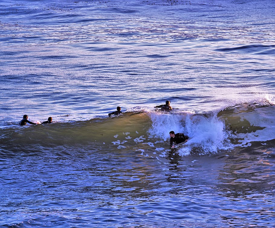 santa cruz ca., water, waterfront, animal, swimming, vertebrate HD wallpaper
