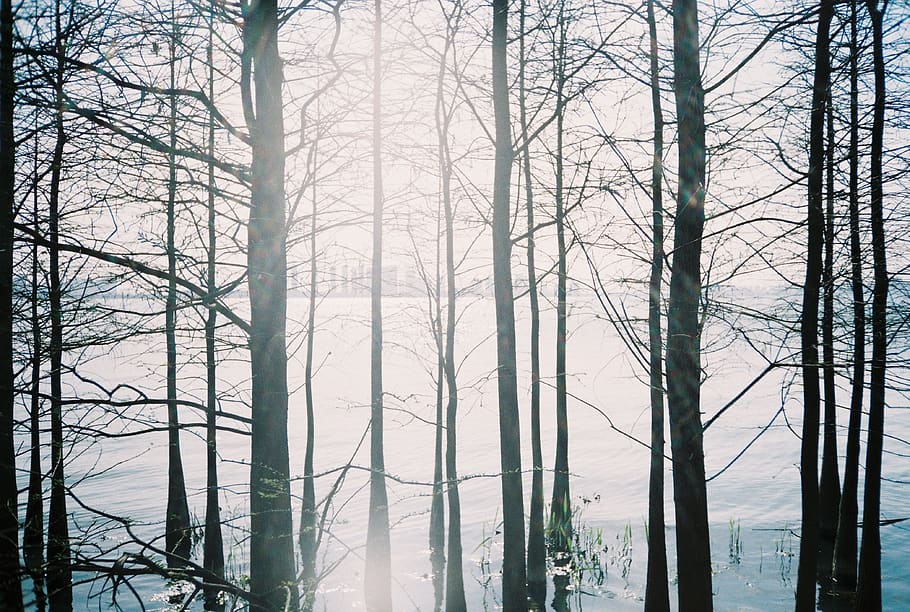 bare trees, nature, weather, outdoors, fog, water, mist, light HD wallpaper