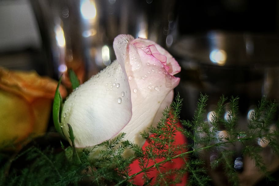 flower, dewdrop, petal, water, droplet, green, pink, macro photography HD wallpaper