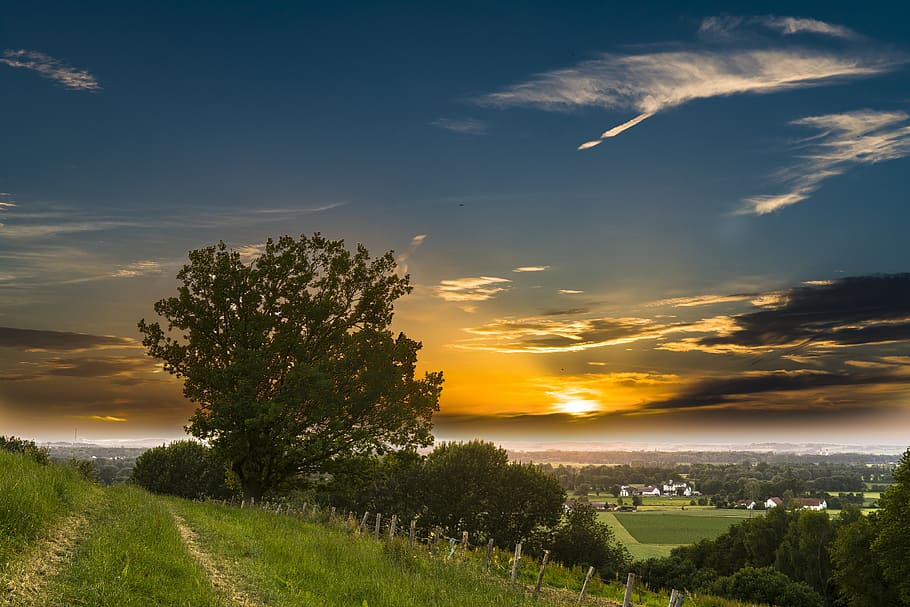Green Leaf Trees, clouds, dawn, grass, idyllic, nature, pathway HD wallpaper