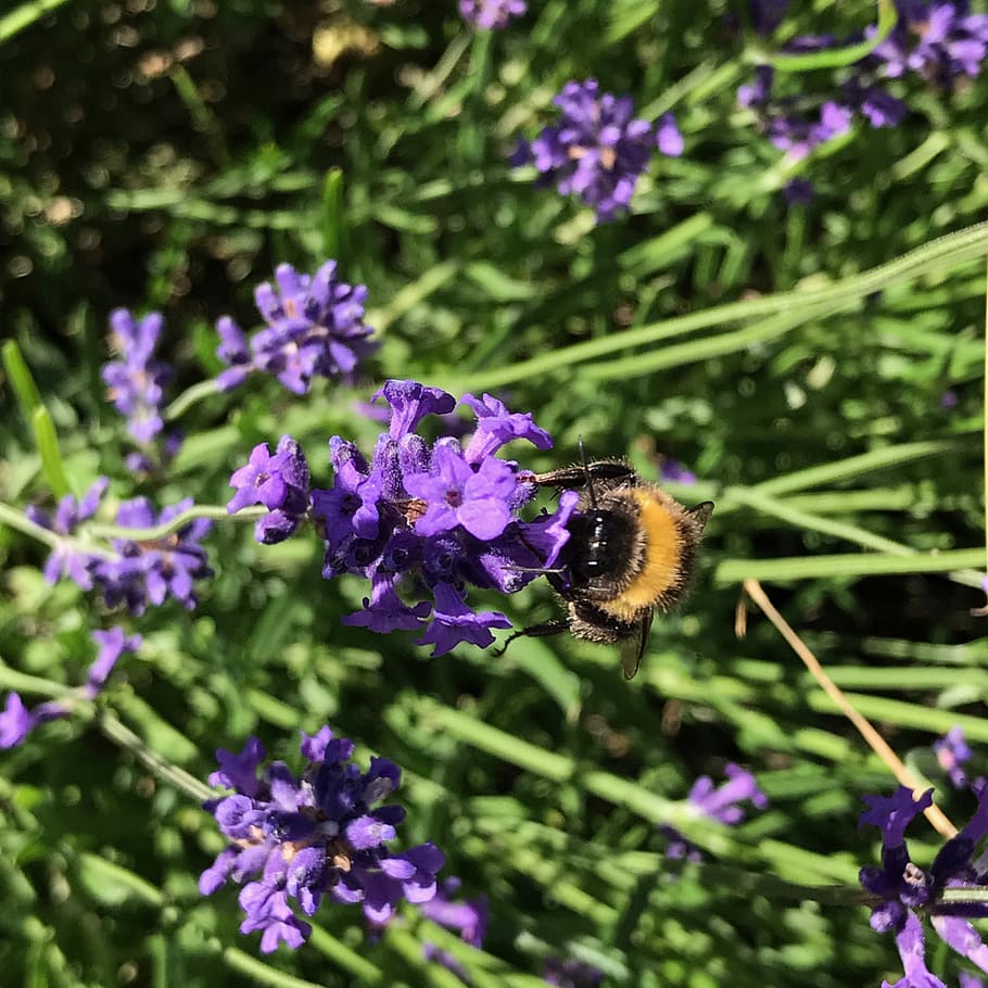 bee, summer, nature, purple, lavender, flower, flowering plant HD wallpaper