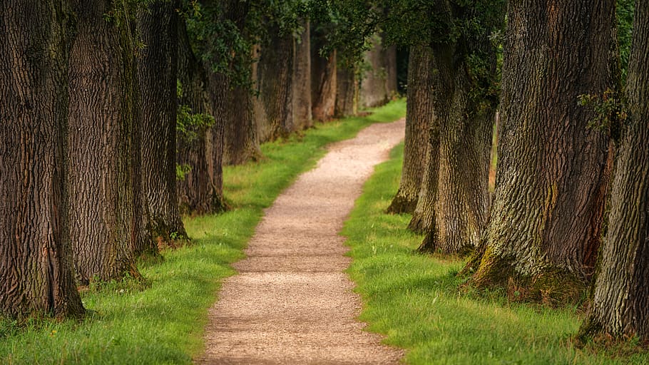 Pathway in Between Trees, daytime, environment, grass, green HD wallpaper