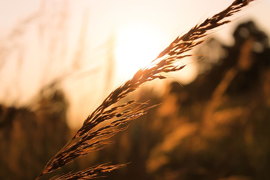wheat, nature, forrest, field, close, zoom, camera, beauty HD wallpaper