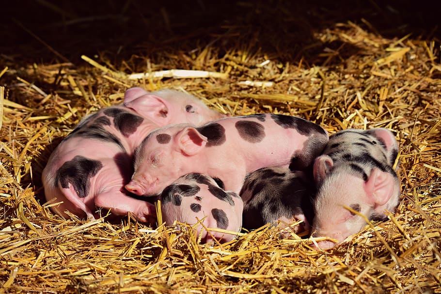 piglet, young, new born, animal, mammal, sleeping, huddle, litter, HD wallpaper