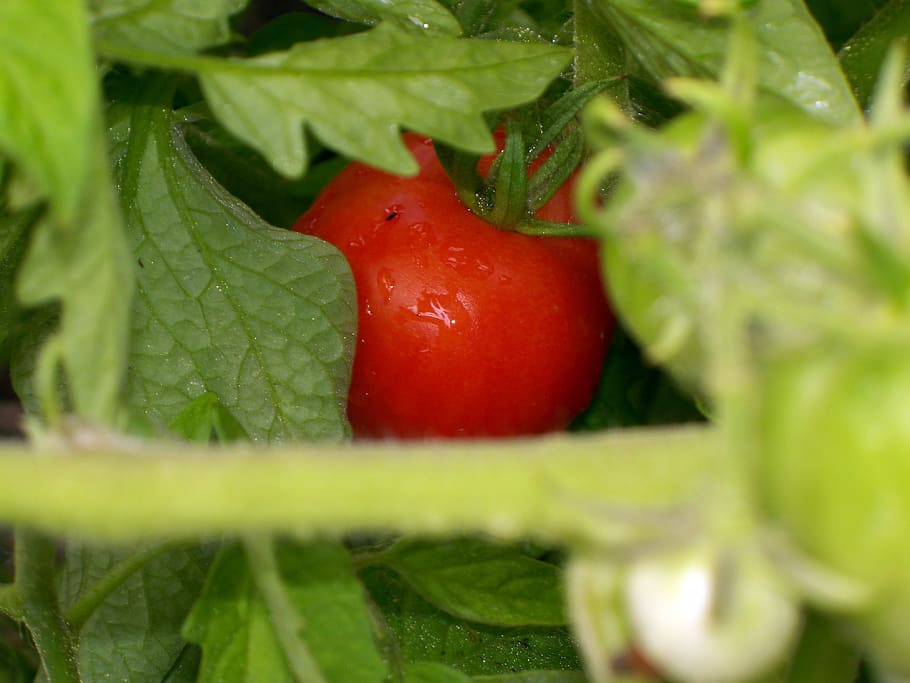 canada, shawinigan, tomato, red, vegetable, food, food and drink HD wallpaper