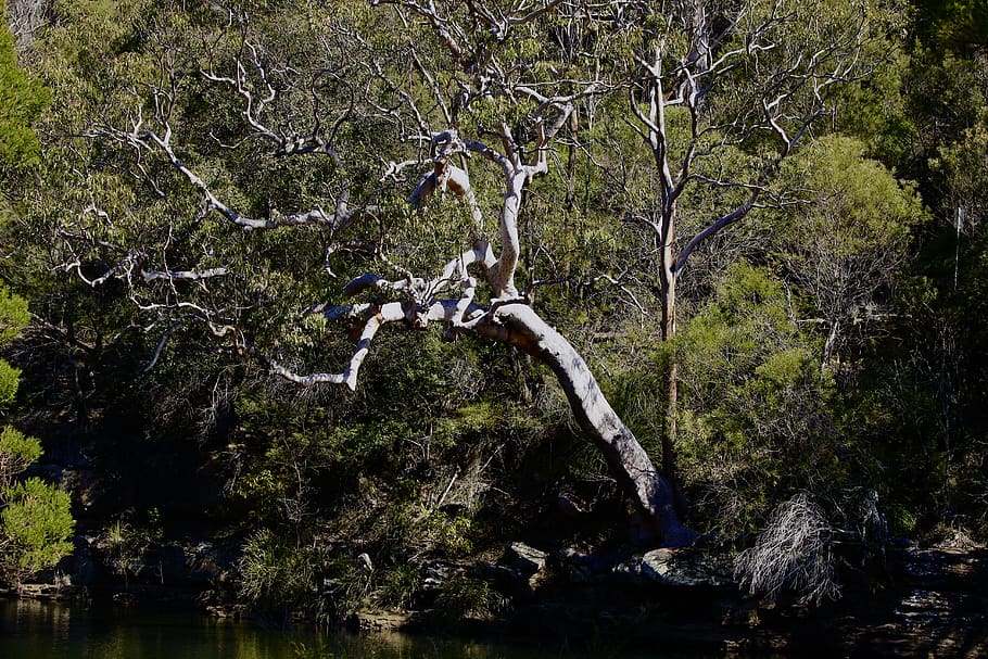 tree, plant, water, forest, tranquility, nature, beauty in nature HD wallpaper
