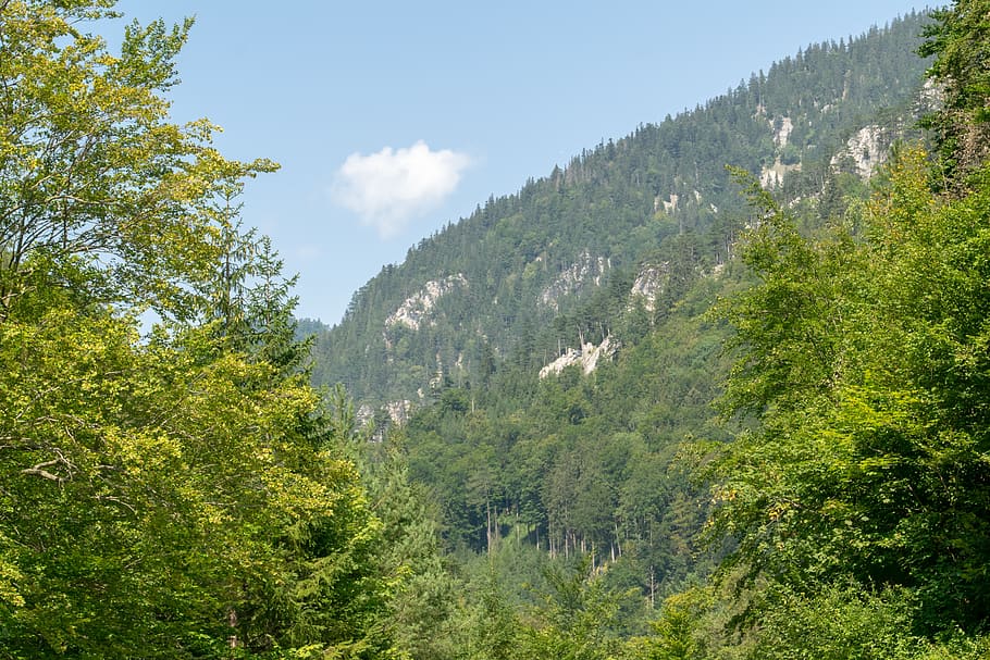 beautiful, natural, tree, mountain, landscape, nature, outdoors HD wallpaper
