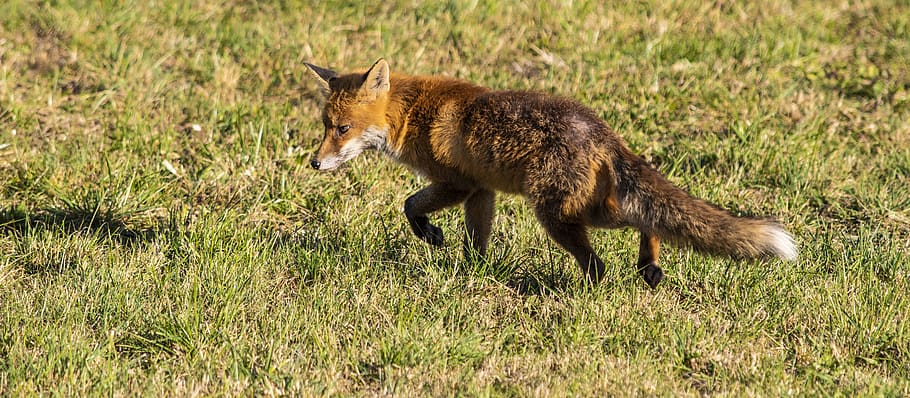fuchs, fox, smart, fur, animal, animal themes, one animal, mammal HD wallpaper