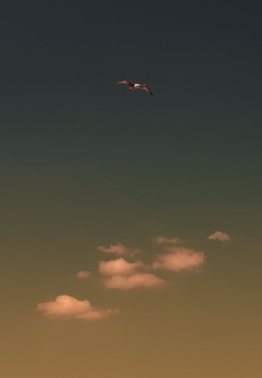 brown bird, sky, animal themes, one animal, animal wildlife, flying HD wallpaper